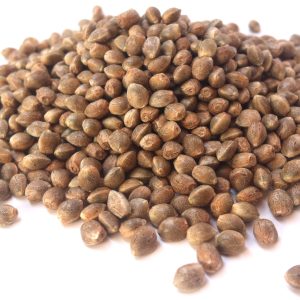 Feminized Cannabis Seeds